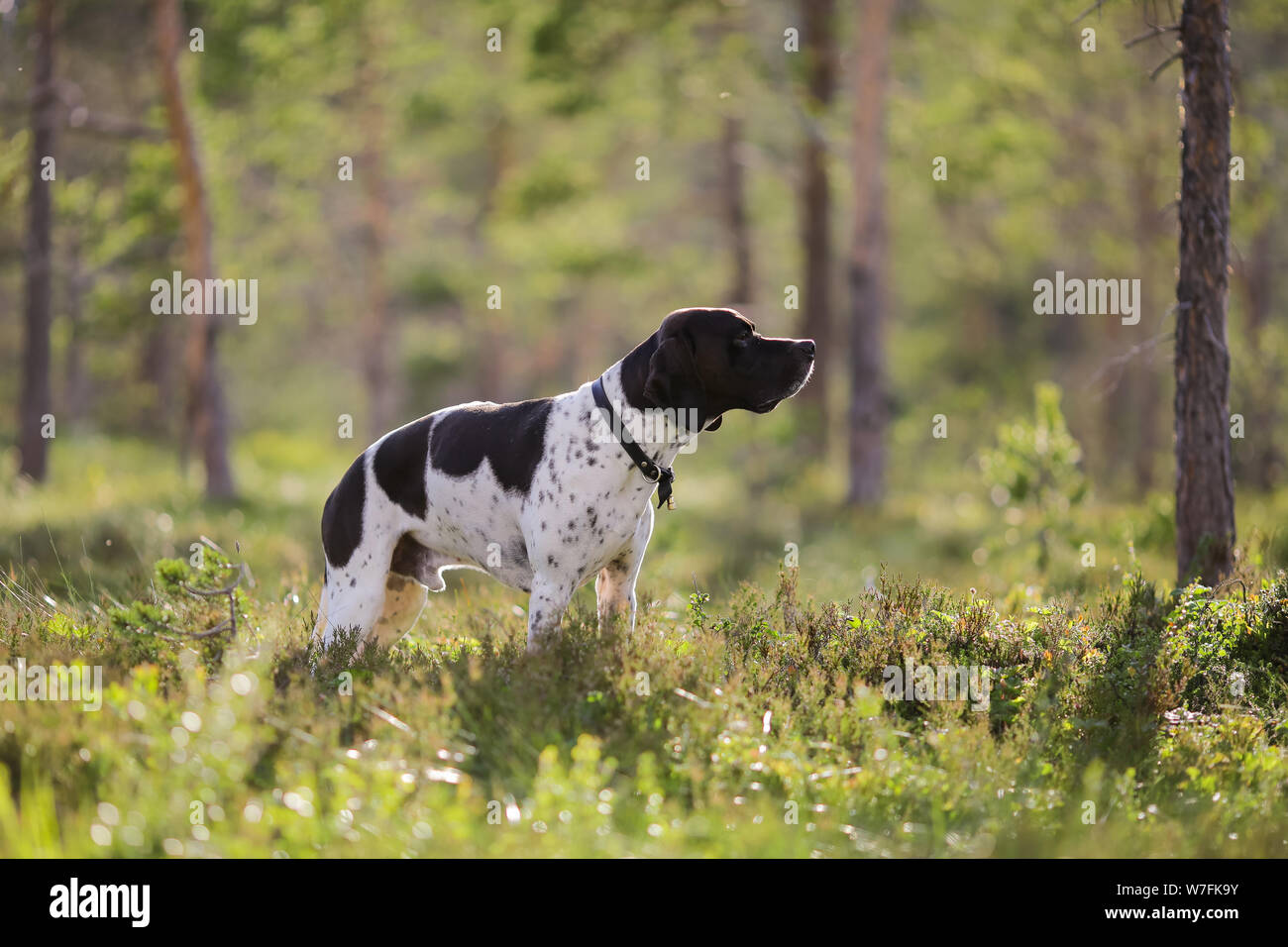Dog english pointer standing in the forest Stock Photo - Alamy
