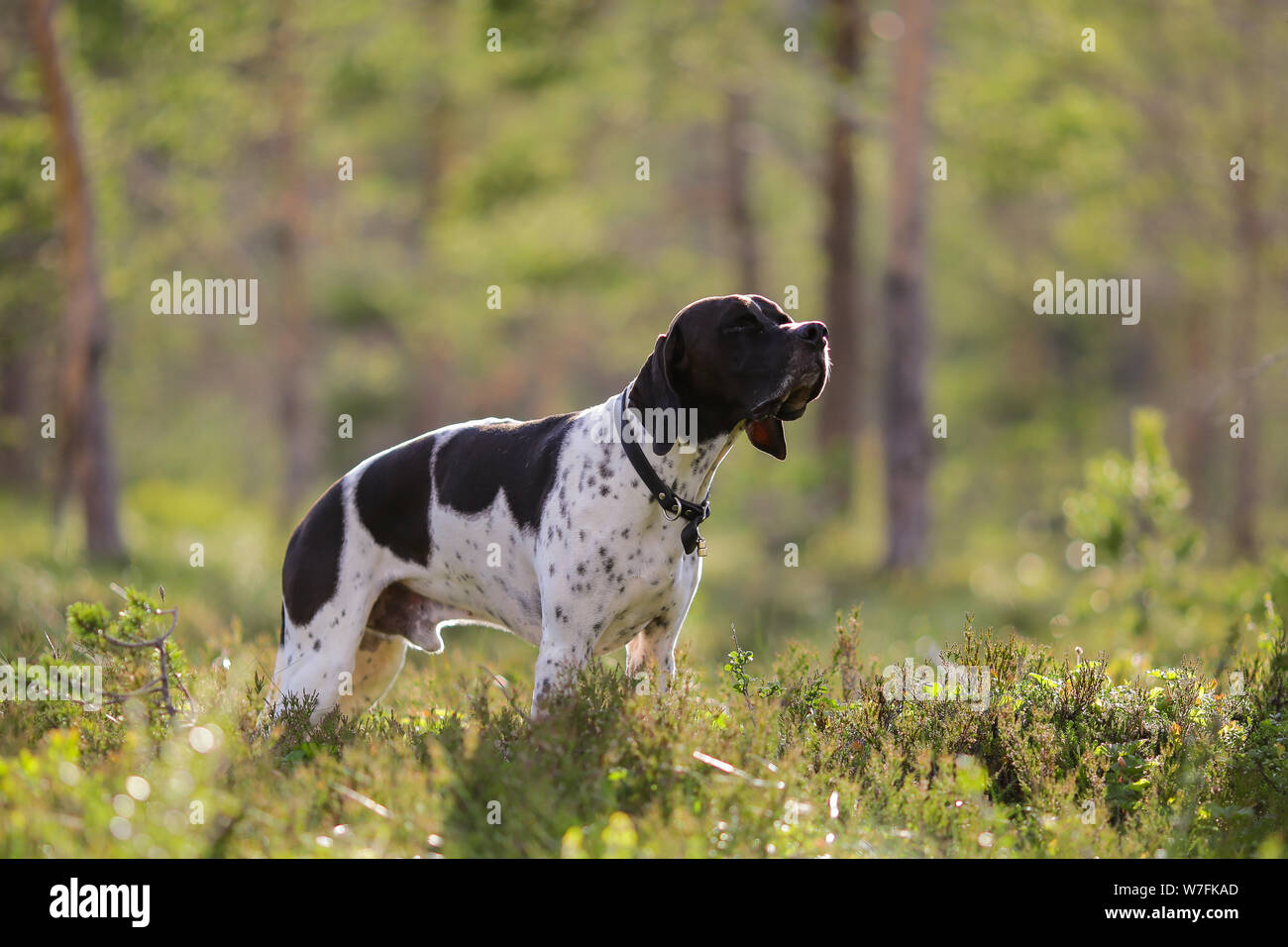 Dog english pointer standing in the forest Stock Photo - Alamy