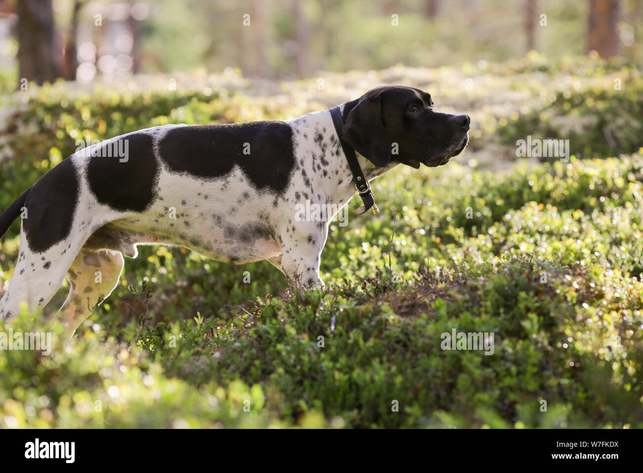 Dog english pointer hunting in the forest Stock Photo Alamy