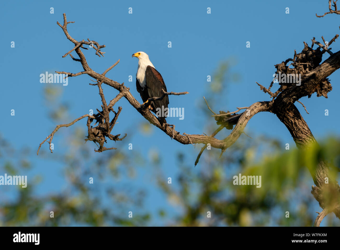 African fish eagle (Haliaeetus vocifer) perched on a tree. This bird is found in sub-Saharan Africa near water. The female, the larger of the sexes, h Stock Photo