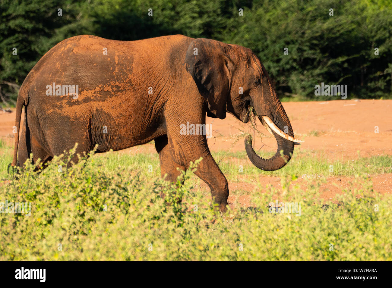 Male African elephant (Loxodonta africana). Elephants are herbivores and  are the world's largest and heaviest land animals. Adult females and their  yo Stock Photo - Alamy