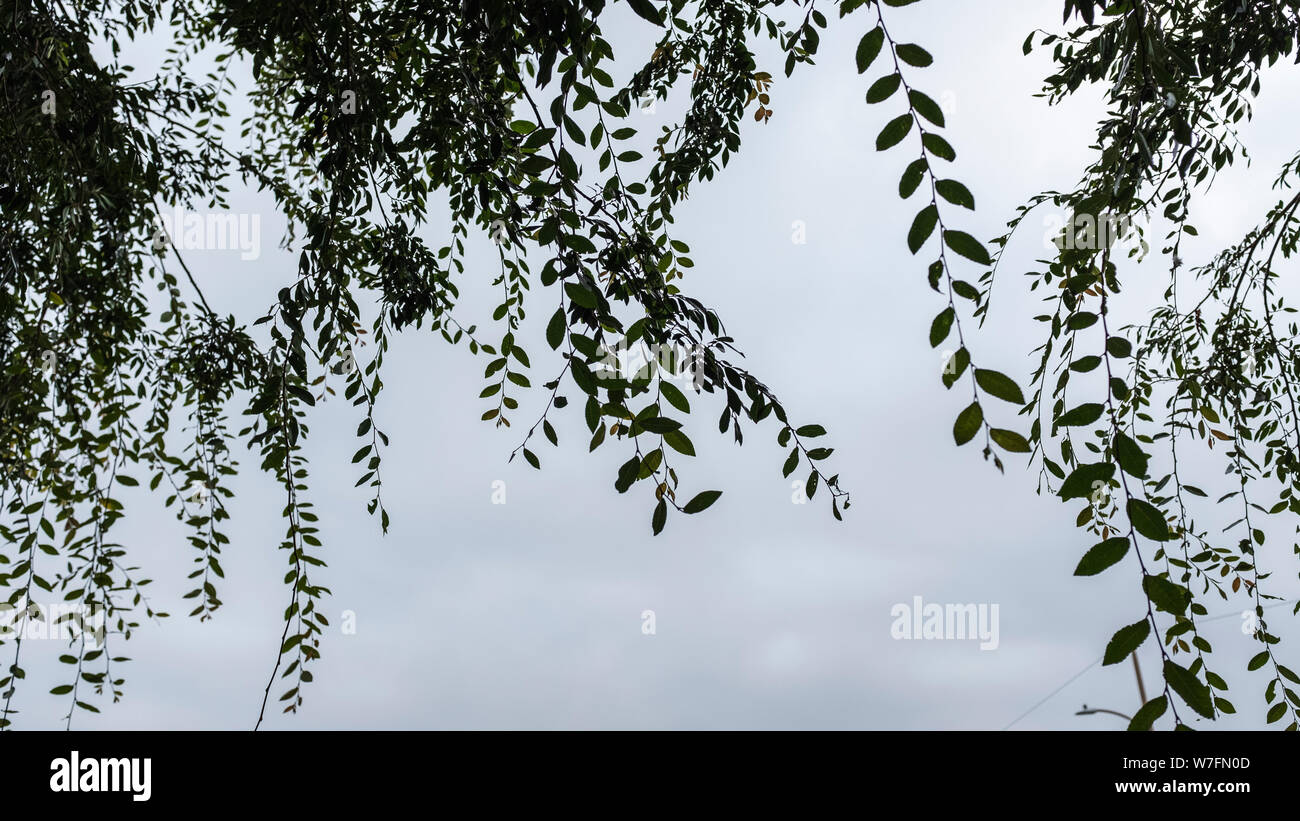 Plants with sky background hi-res stock photography and images - Alamy