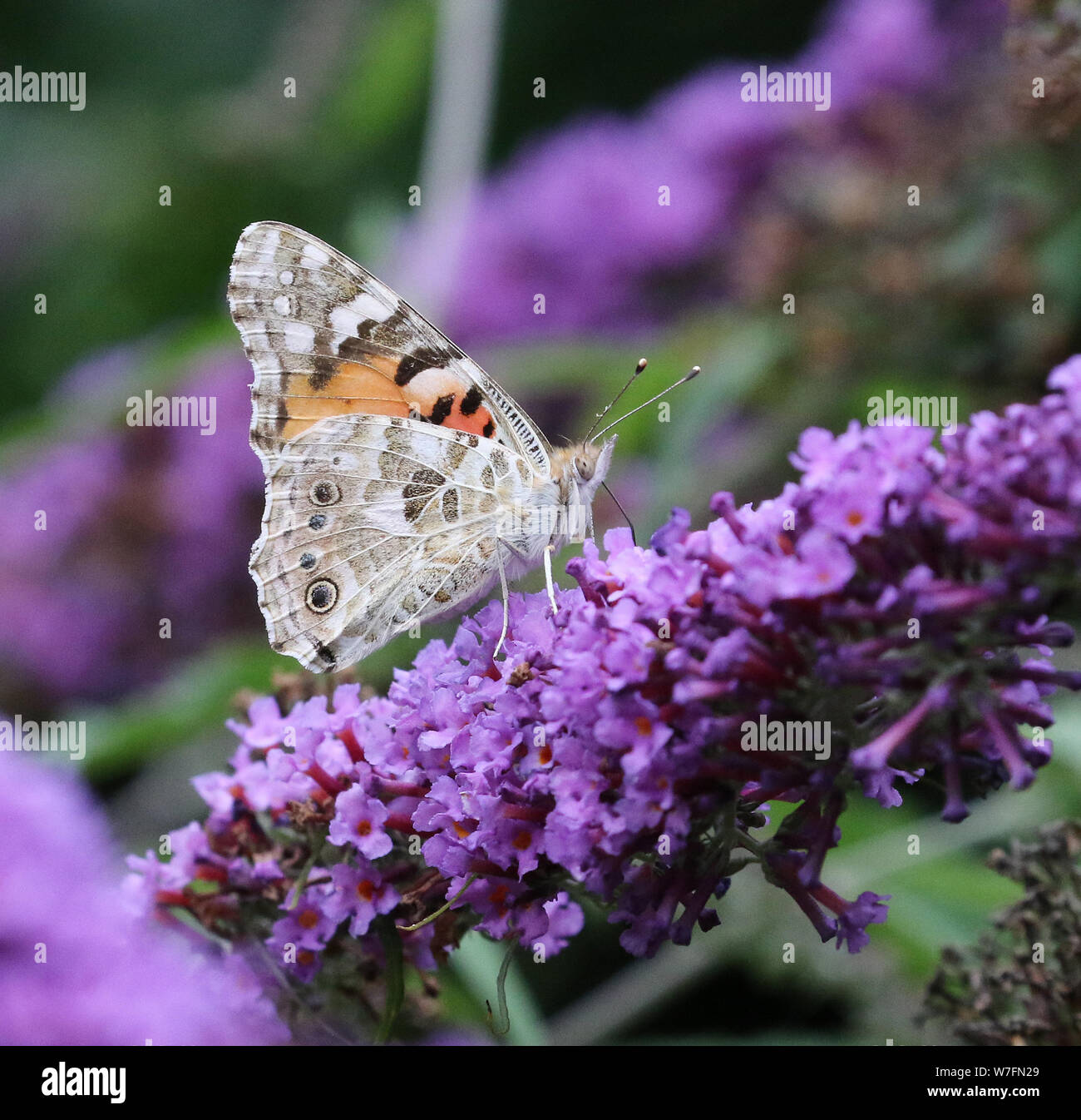 Painted Lady Butterfly on Buddleja plant Stock Photo Alamy