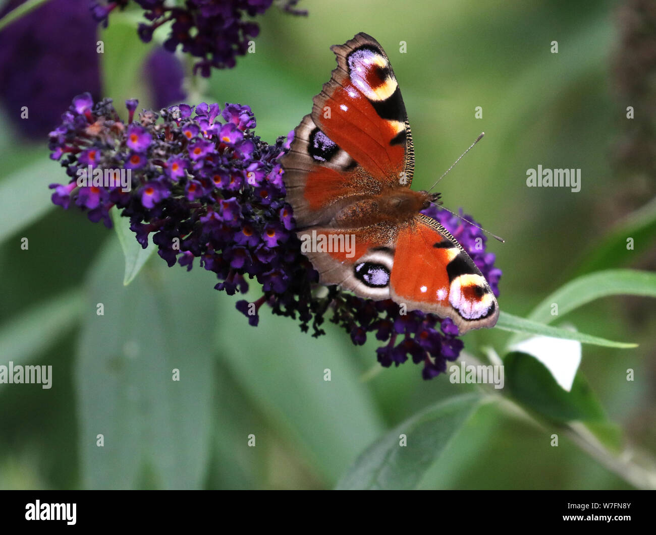 Peacock Butterfly on Buddleja plant Stock Photo - Alamy