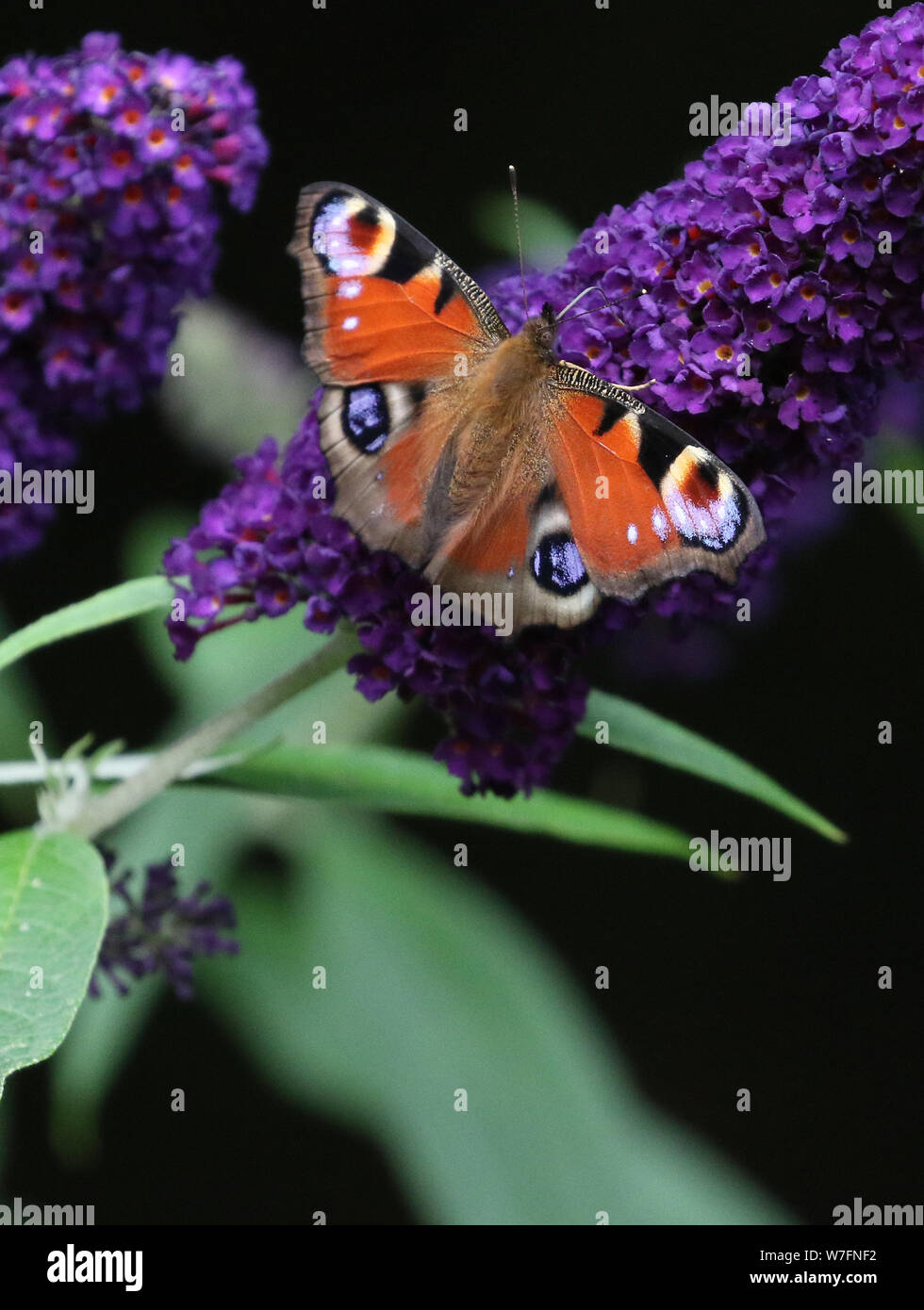 Peacock Butterfly on Buddleja plant Stock Photo - Alamy
