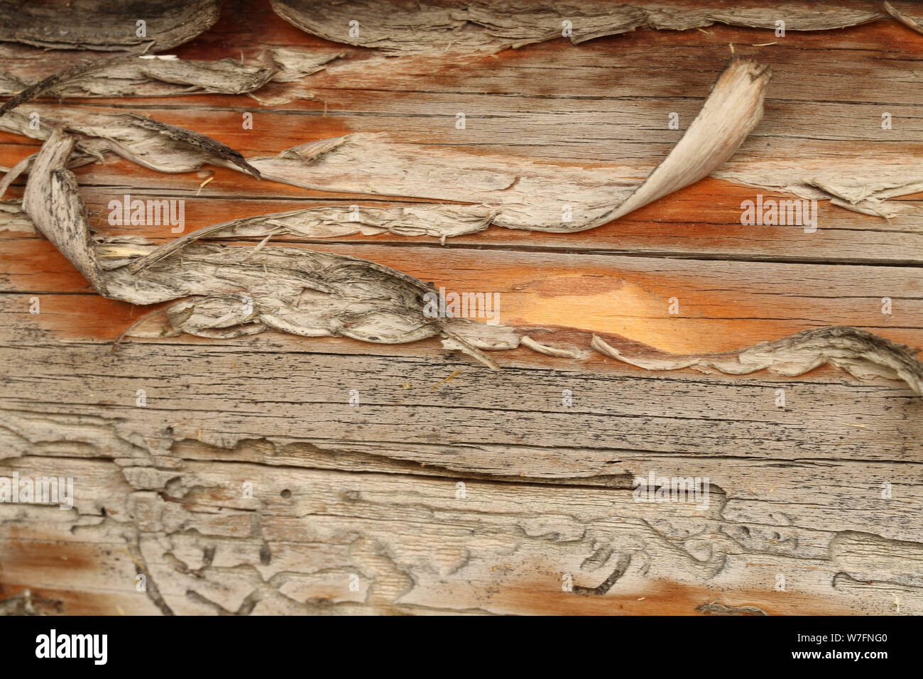 Alte verwitterte grau-braune Holztextur mit Holzwurmspuren als Hintergrund Stock Photo