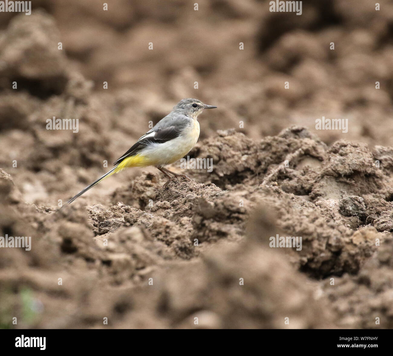 Grey Wagtail, Derbyshire, UK Stock Photo