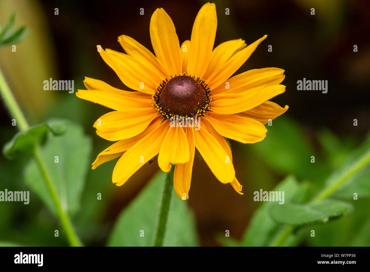 Rudbeckia "allsorts mix". Garden flower,coneflower,black eyed susan