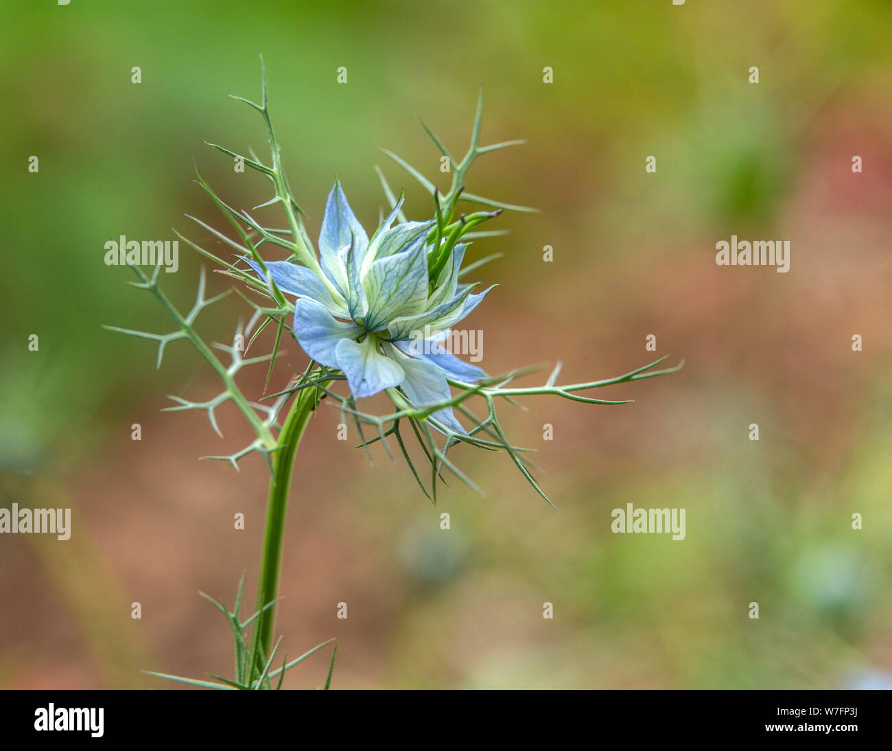 Nigella damascena 'Moody Blues', Love in a mist, blue garden flower Stock Photo