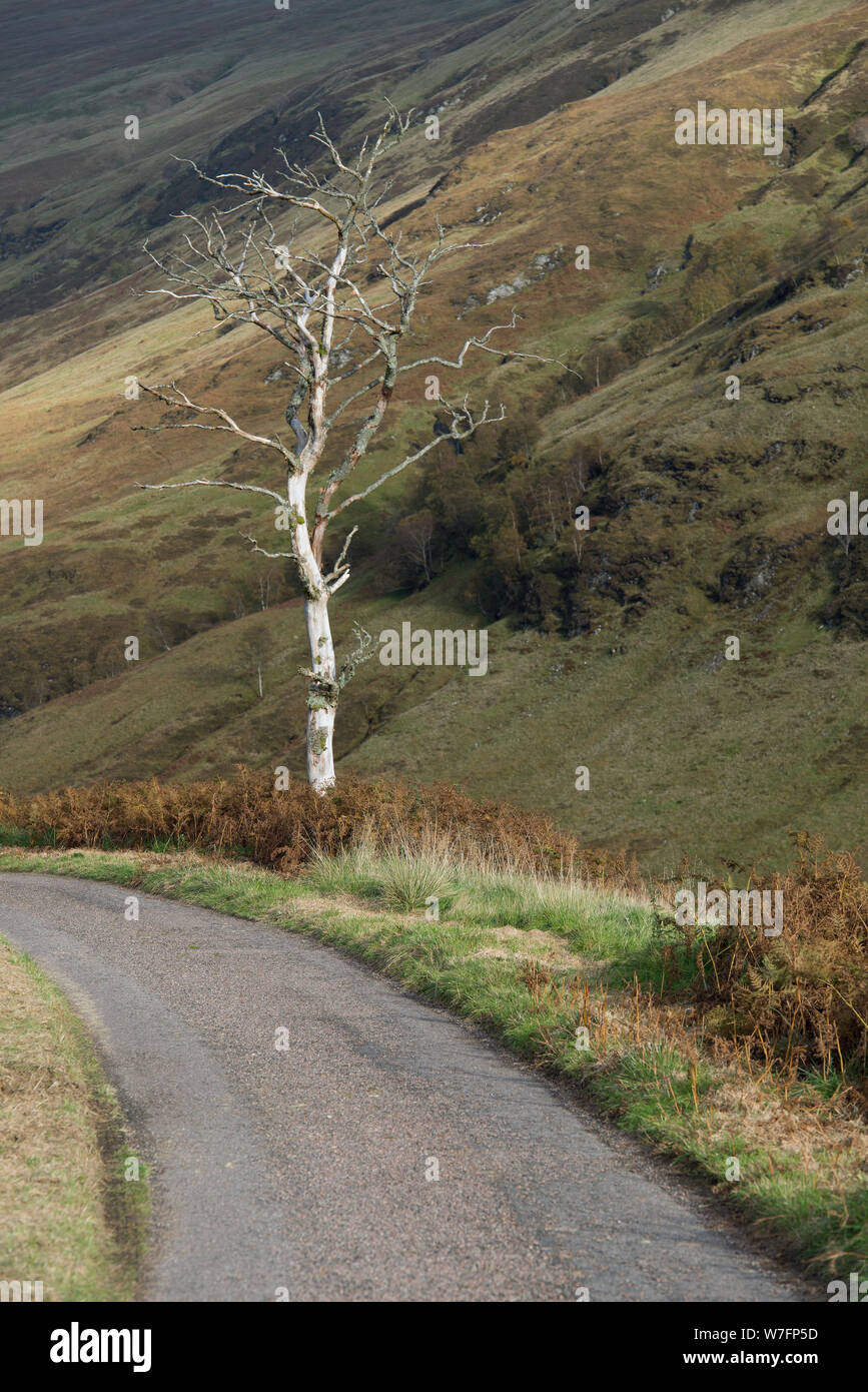 Road side tree in Glen Gloy in the highlands of Scotland Stock Photo