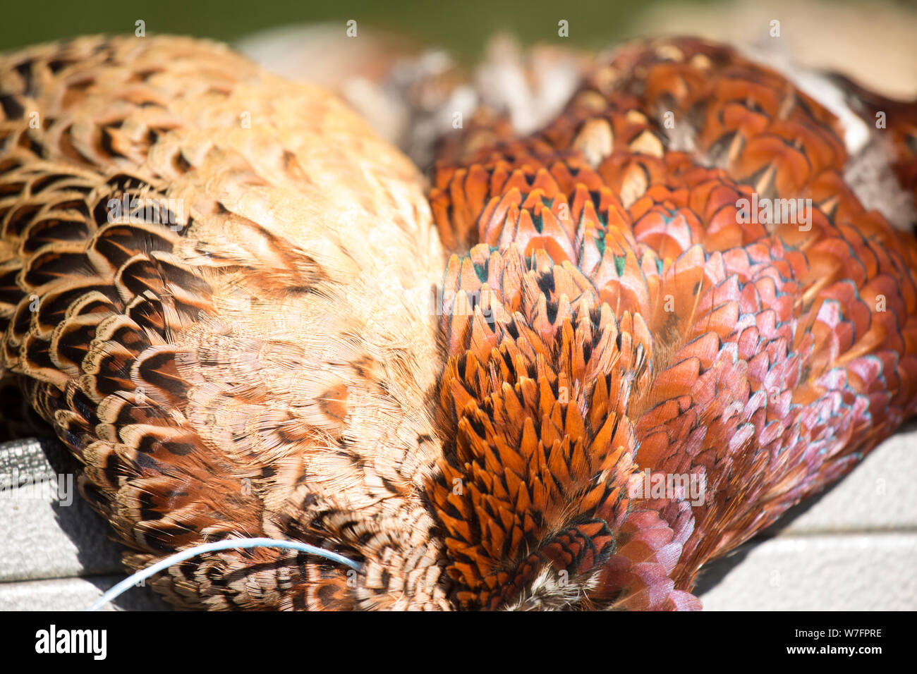 A Brace of Pheasants Showing the Contrast Between the Male and Female Plumage Stock Photo