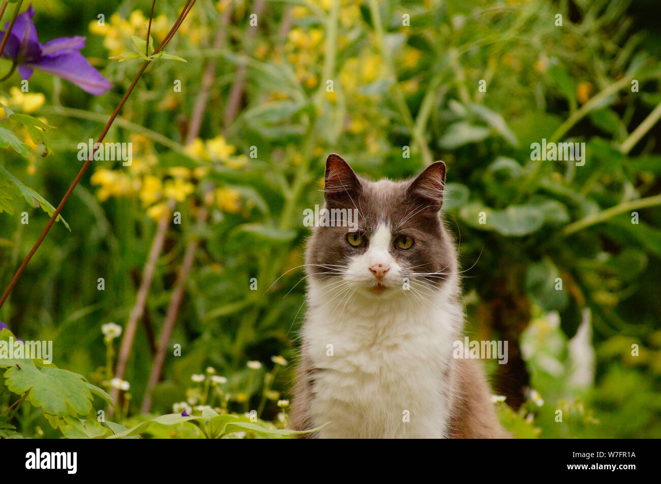 Snorre the cat Stock Photo
