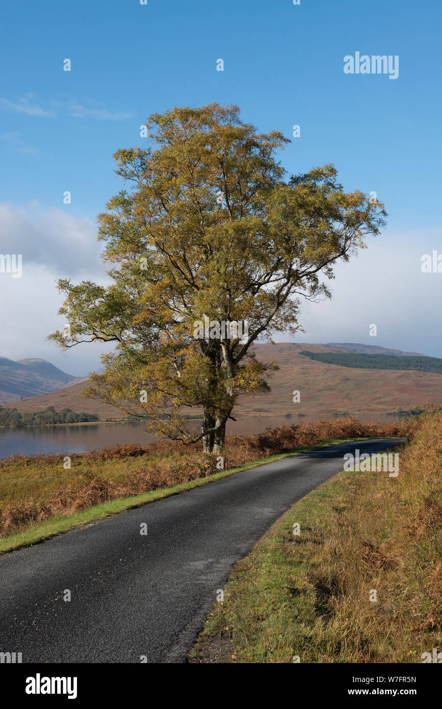 Road side tree iat side of Loch Arkaig in the highlands of Scotland Stock Photo