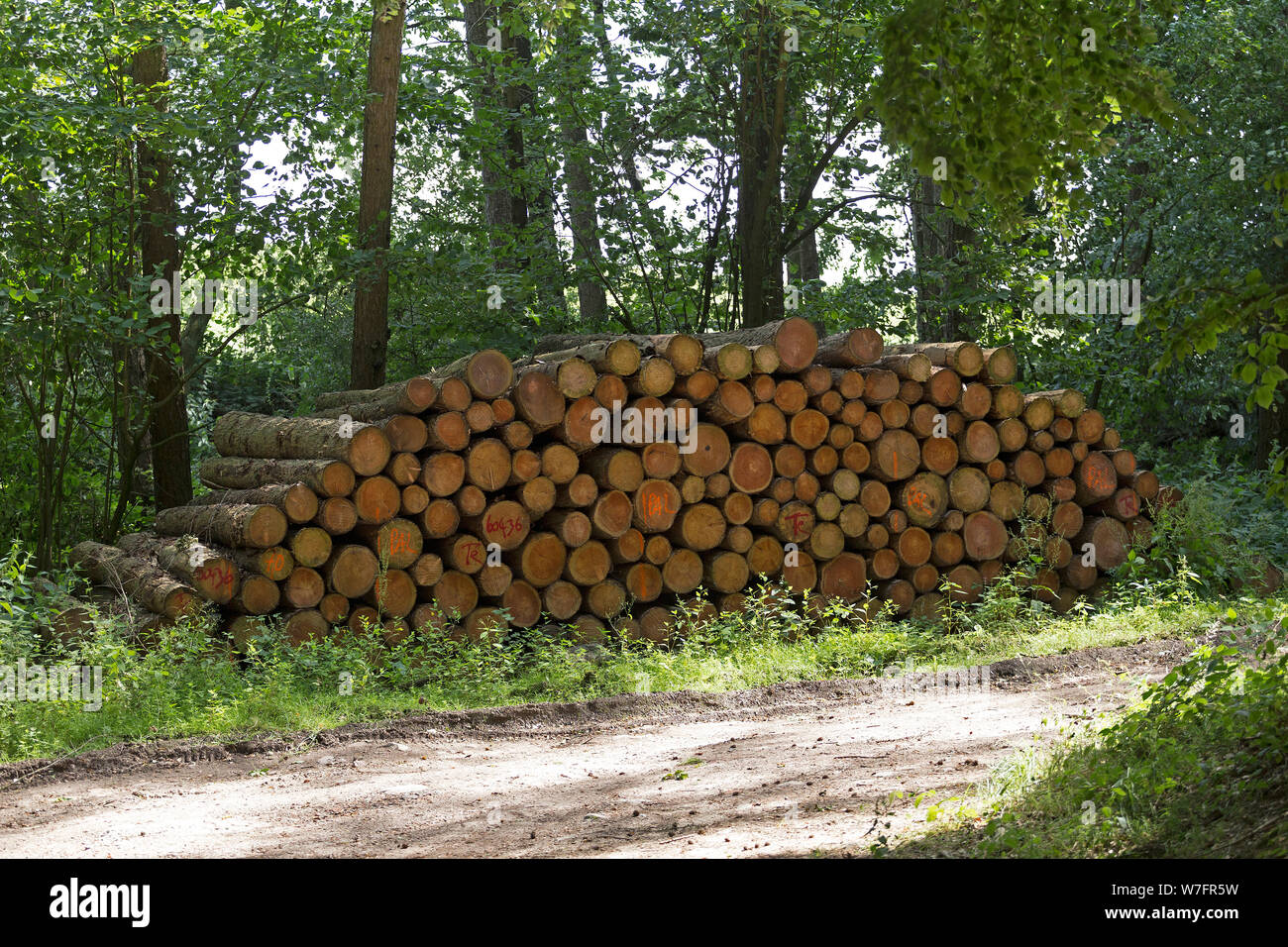 stacked roundwood in the forest near Schönwalde, Schleswig-Holstein, Germany Stock Photo