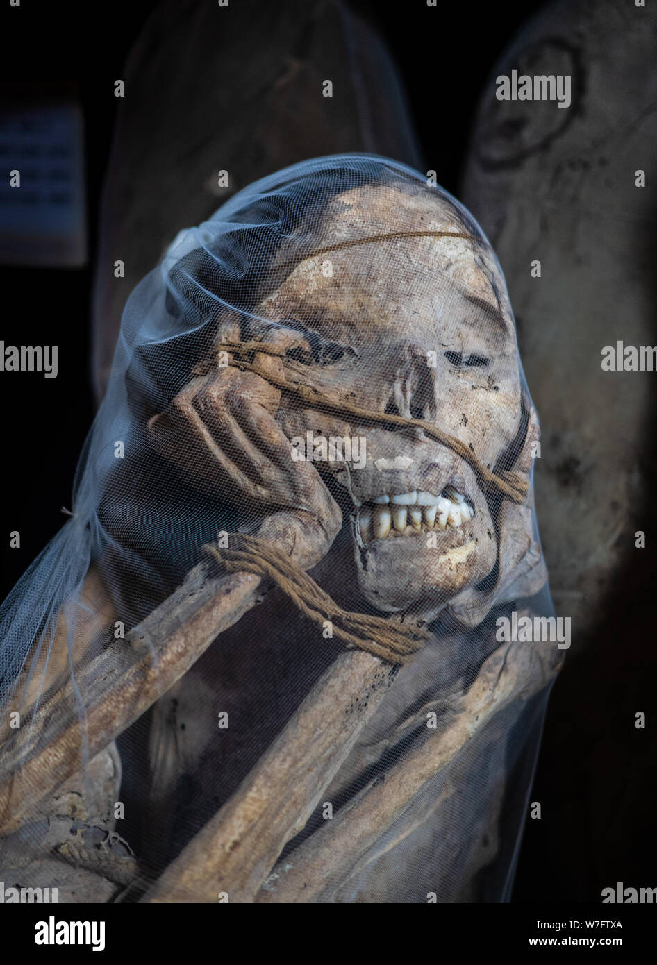 The famous mummies that have been found at tombs near Laguna de los Condores (Lake of the Condors) and can now be seen at Leymebamba museum. Stock Photo