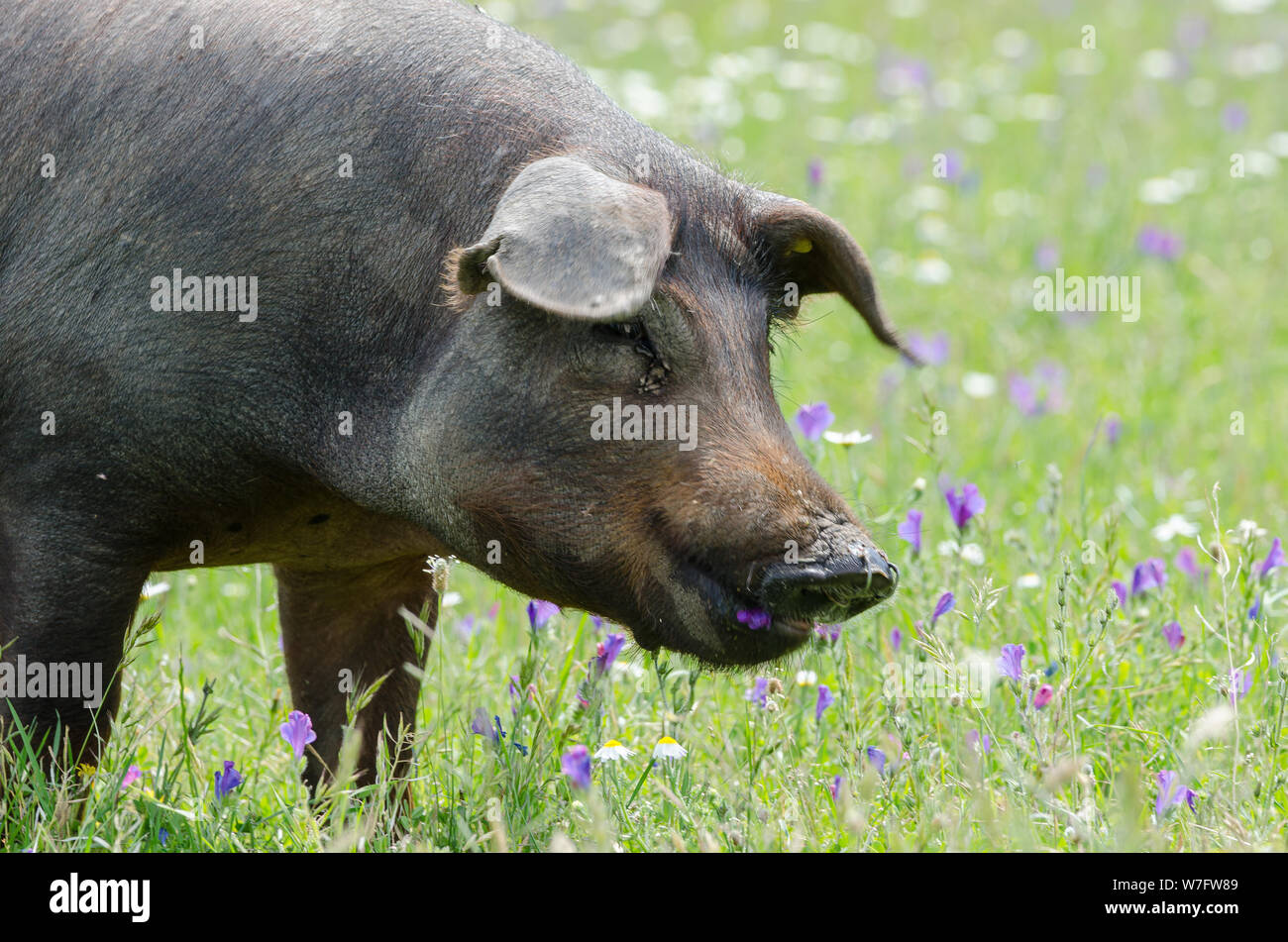 portrait of Iberian pig herd (pata negra) eating in a flower field Stock Photo