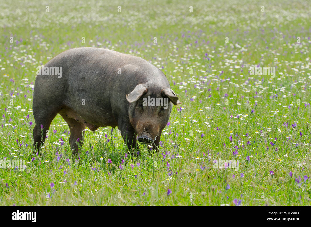 portrait of Iberian pig herd (pata negra) in a flower field Stock Photo