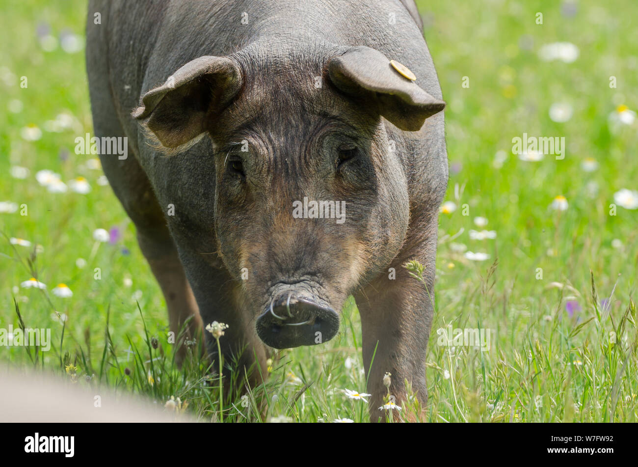 portrait of Iberian pig herd (pata negra) in a flower field Stock Photo