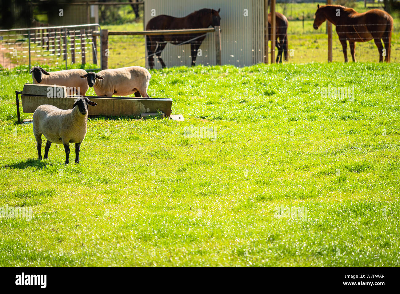 Sheep farm australia hires stock photography and images Alamy