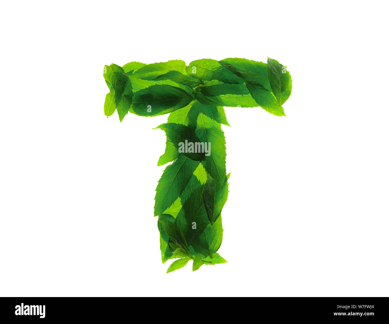 English alphabet made of a mint leaves isolated on white background