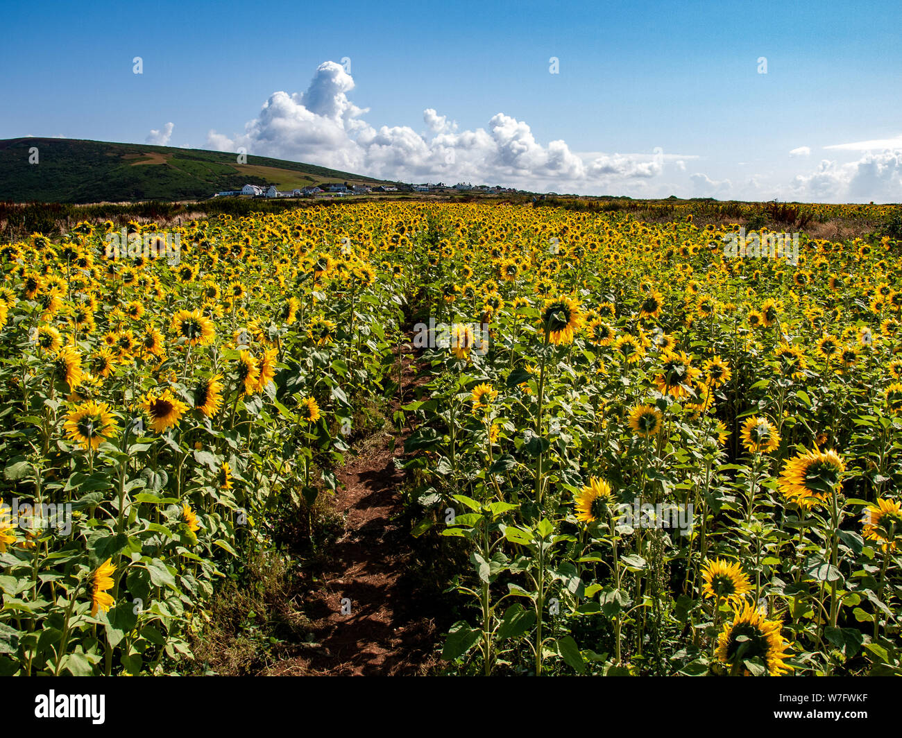 A field of sunflowers at Rhossili in August 2019. Looking back towards Rhossili down in the background. AONB, Gower, Wales, UK. Stock Photo