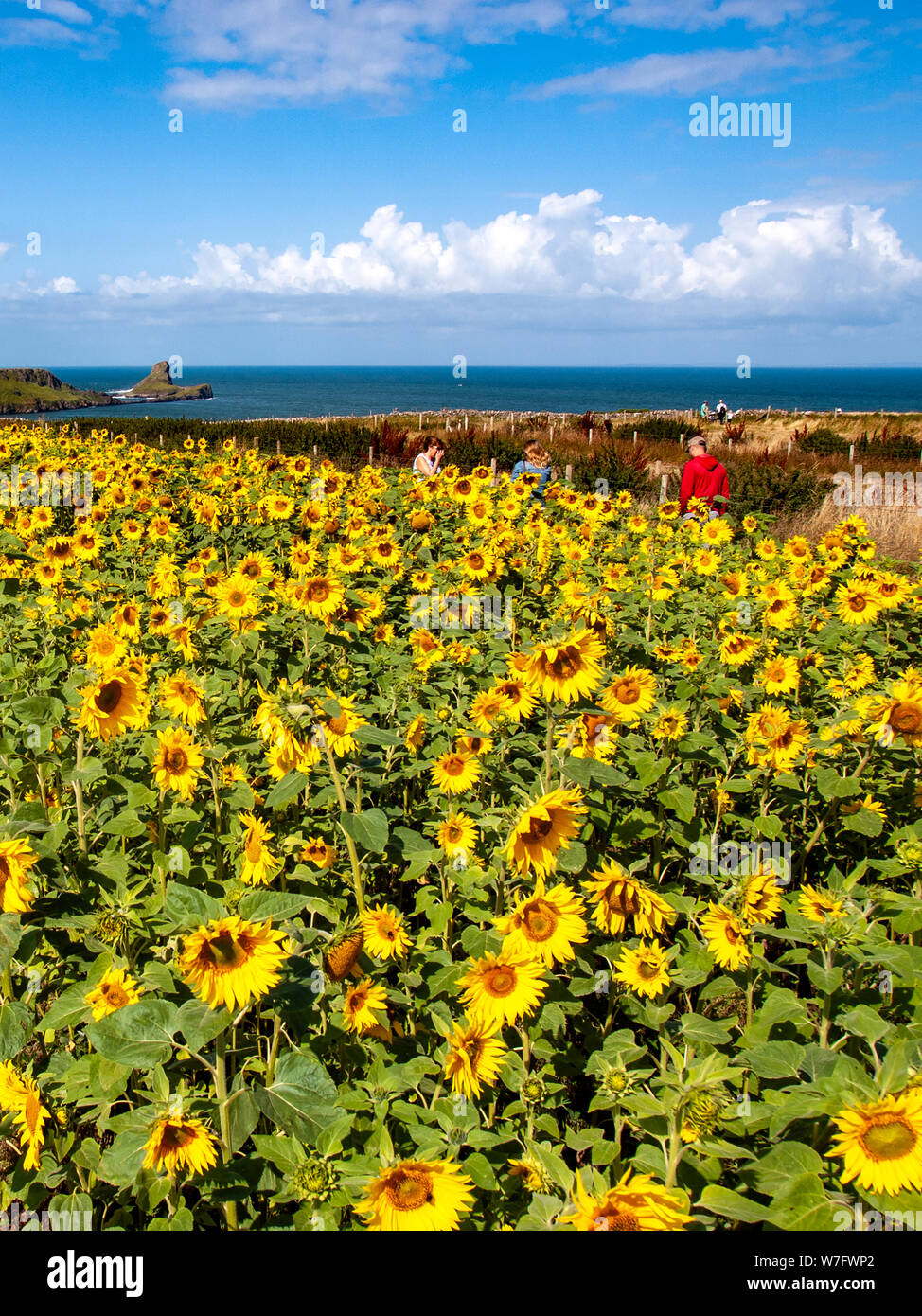 Sunflowers in a field overlooking Worms Head at Rhossili in August 2019. AONB, Gower, Wales, UK. Stock Photo