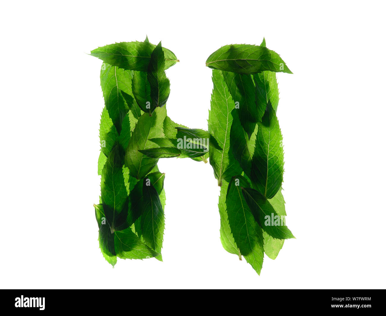 English alphabet made of a mint leaves isolated on white background ...