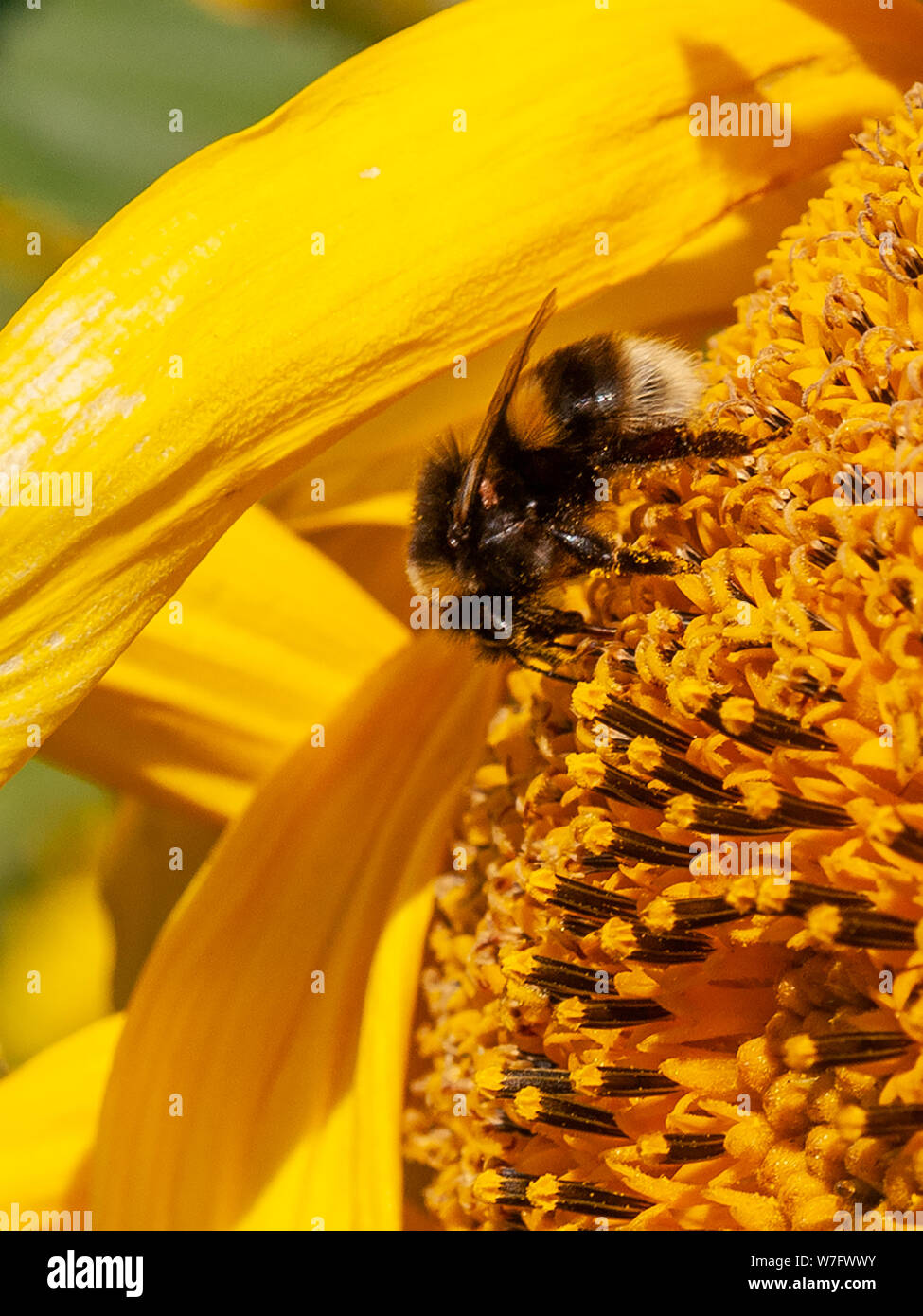 A bee covered in pollen is busy collecting nectar and feeding on a sunflower in a field of  sunflowers at Rhossili in August 2019. Gower, Wales, UK. Stock Photo