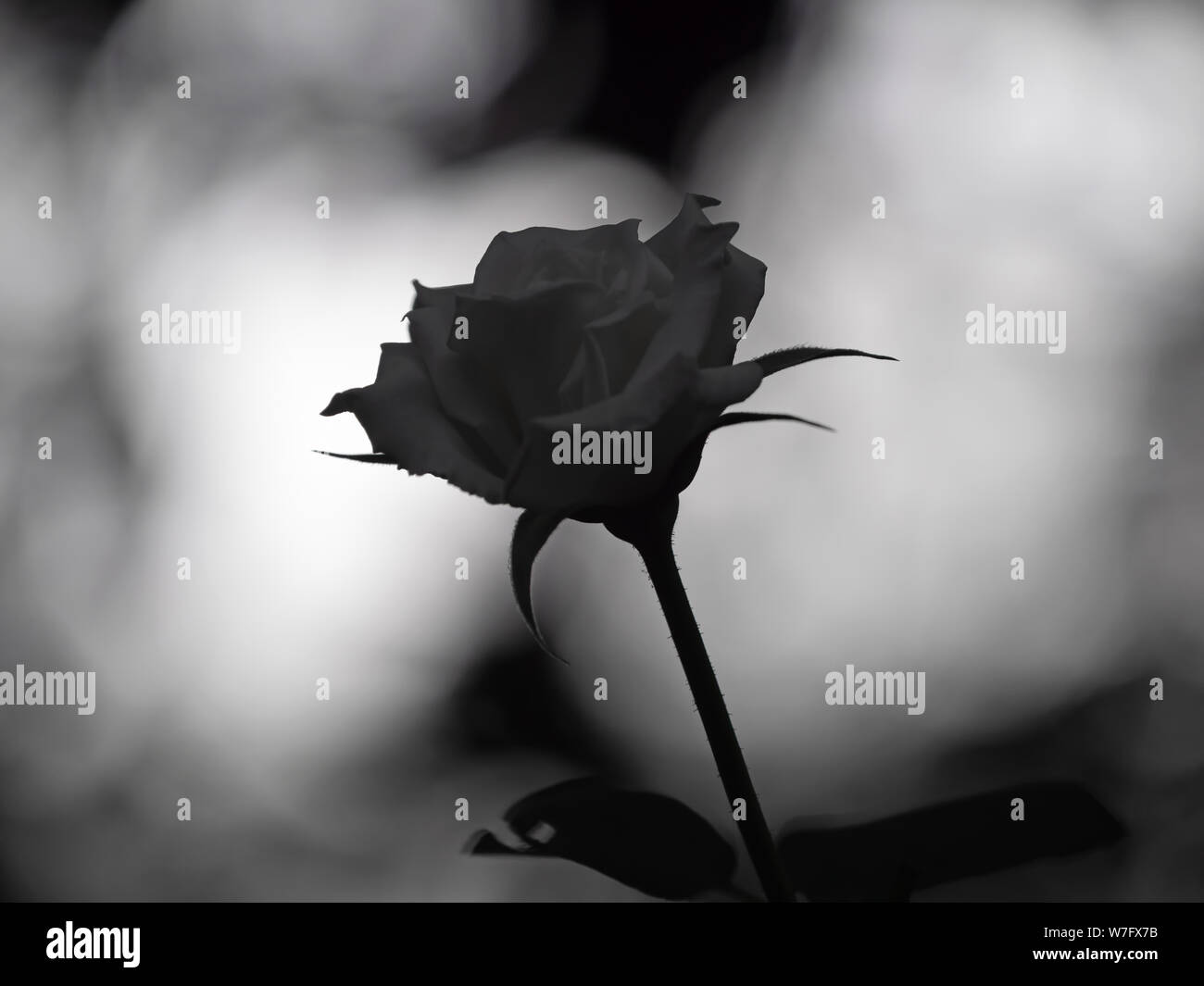 Black Rose And Broken Heart