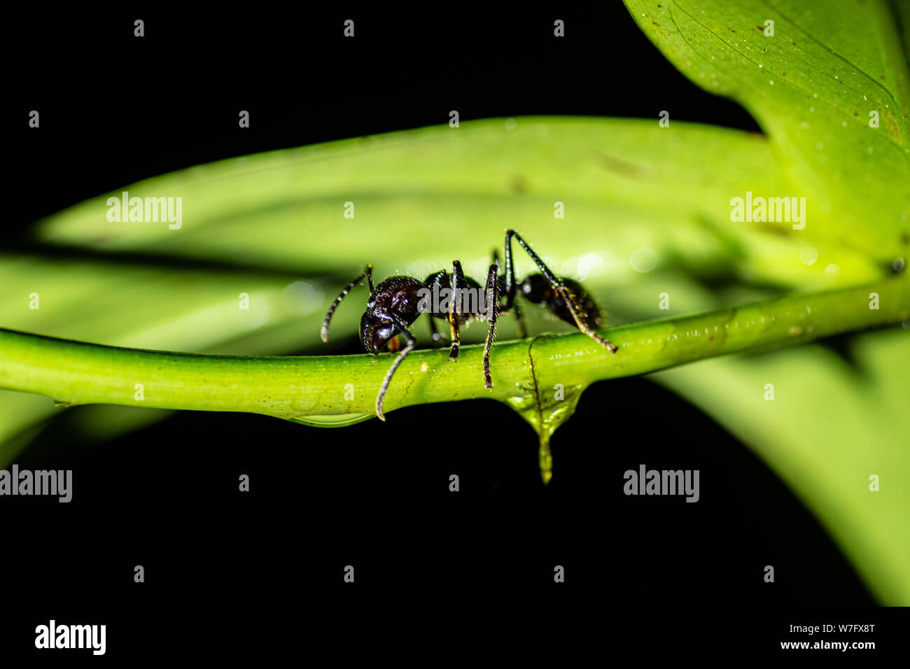 Bullet Ant 24-hour ant Stock Photo