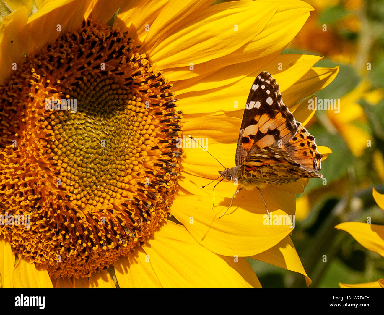 A Painted Lady butterfly feeding in the National Trust field of beautiful yellow sunflowers at Rhossili in August 2019. AONB, Gower, Wales, UK. Stock Photo