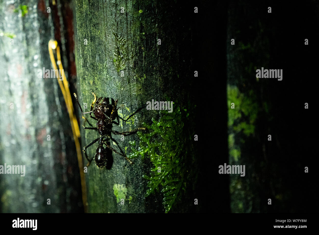 Bullet Ant 24-hour ant Stock Photo