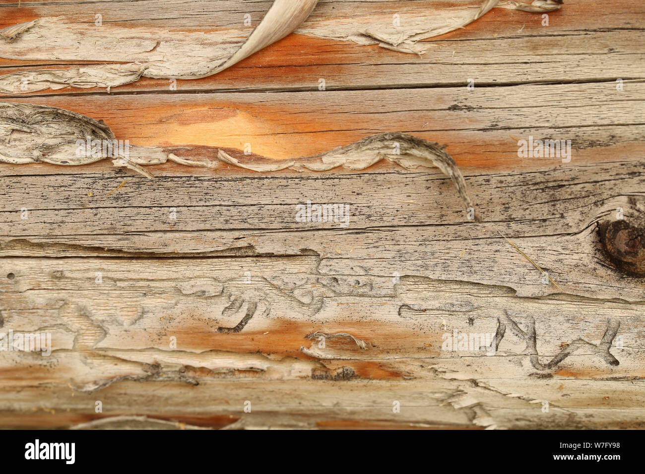 Alte verwitterte grau-braune Holztextur mit Holzwurmspuren als Hintergrund Stock Photo