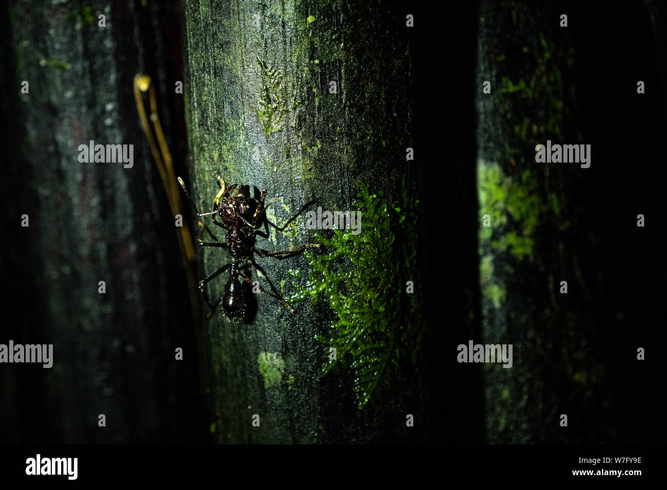 Bullet Ant 24-hour ant Stock Photo