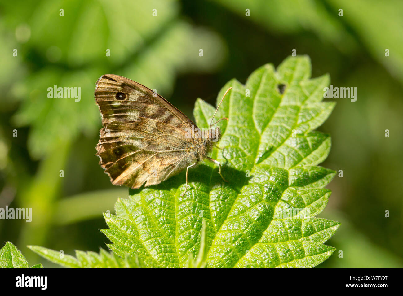 A speckled wood butterfly, Parage aegeria, resting on a nettle in late July with its wings closed. North Dorset England UK GB Stock Photo