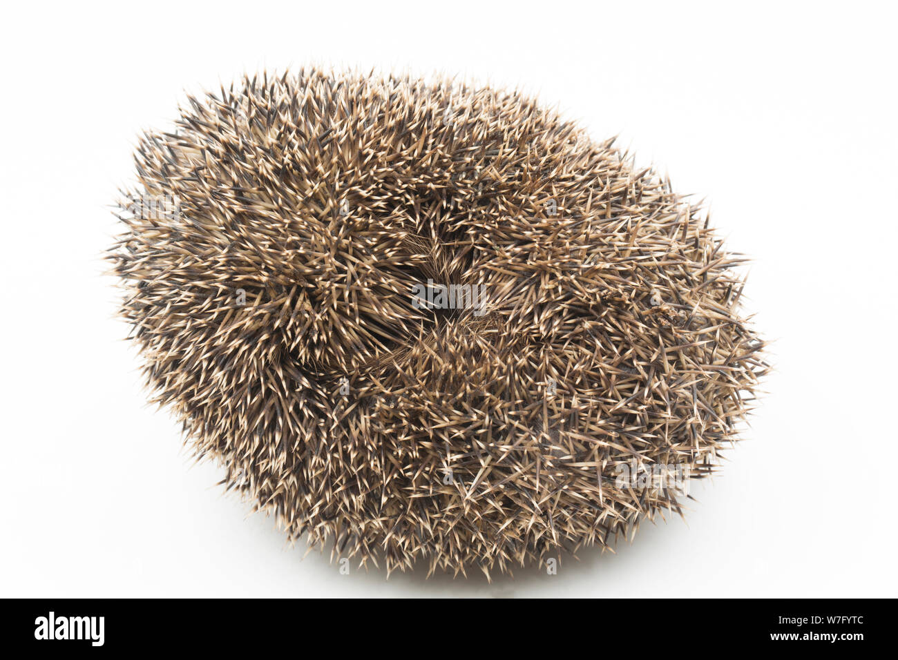 A hedgehog, Erinaceus europaeus, curled in a ball and photographed on a white background. Hedgehogs have suffered a considerable decline in their numb Stock Photo