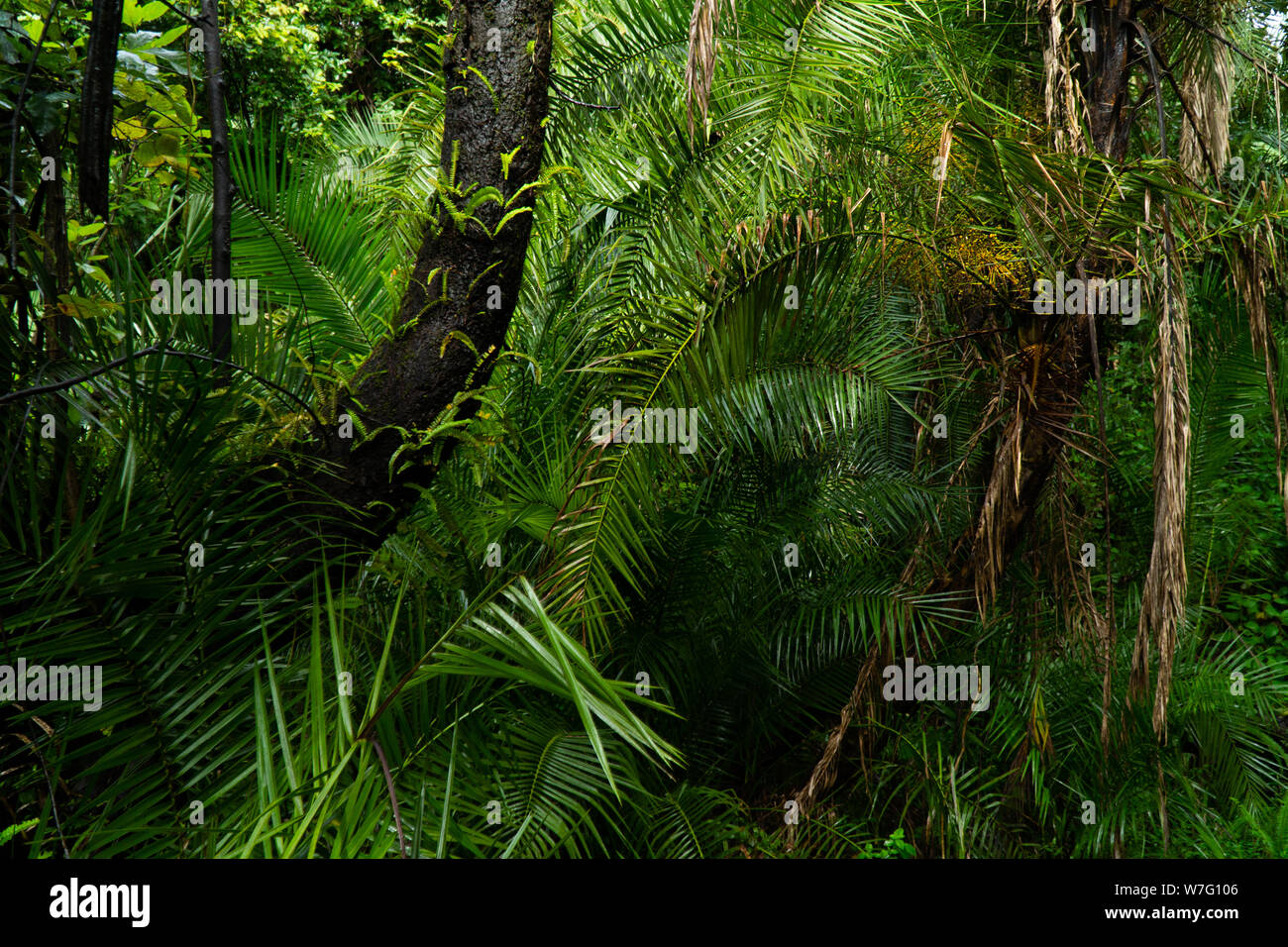 Tropical Rainforest near Victoria Falls in Zimbabwe Stock Photo