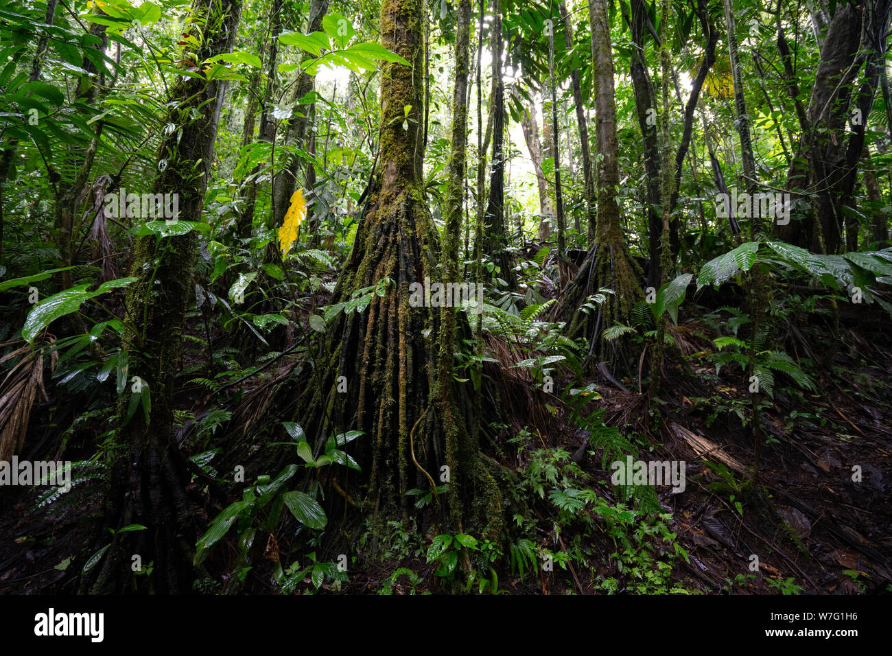 Central america rainforest animals hi-res stock photography and images ...