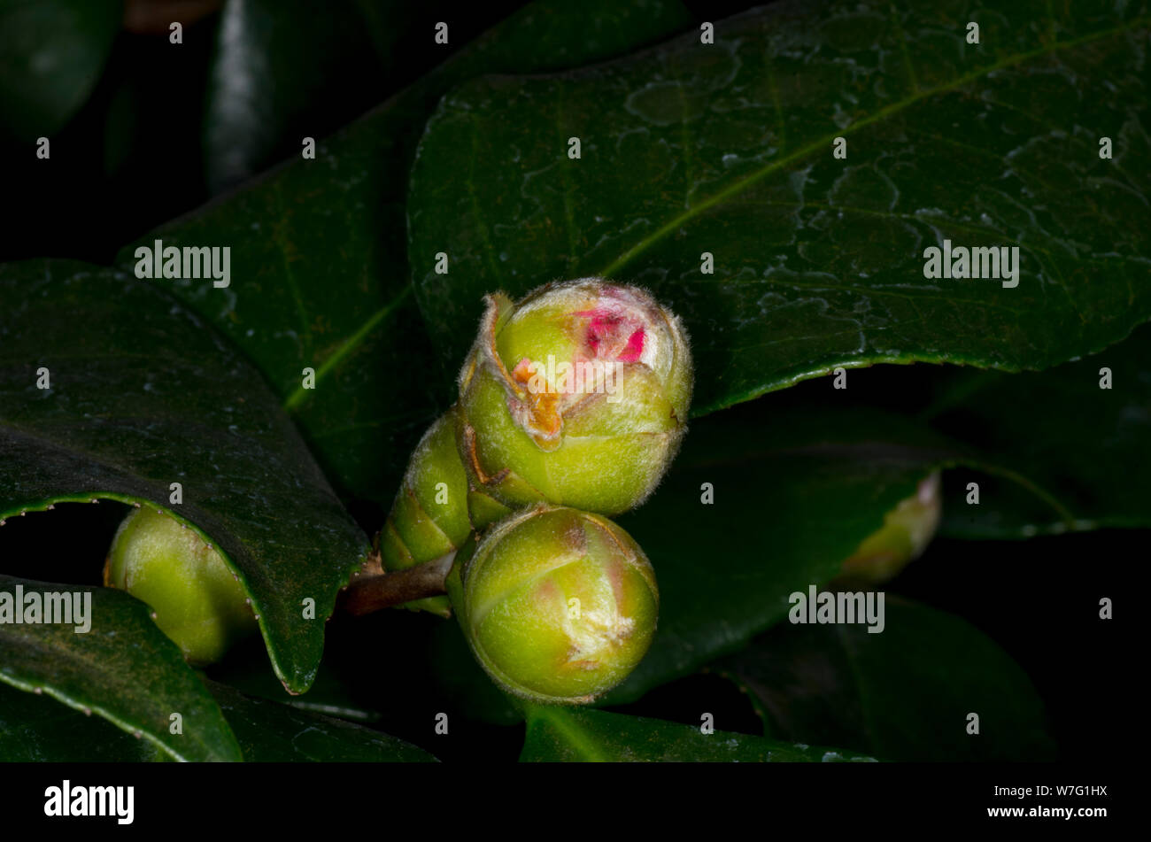 Camellia flower bud hires stock photography and images Alamy