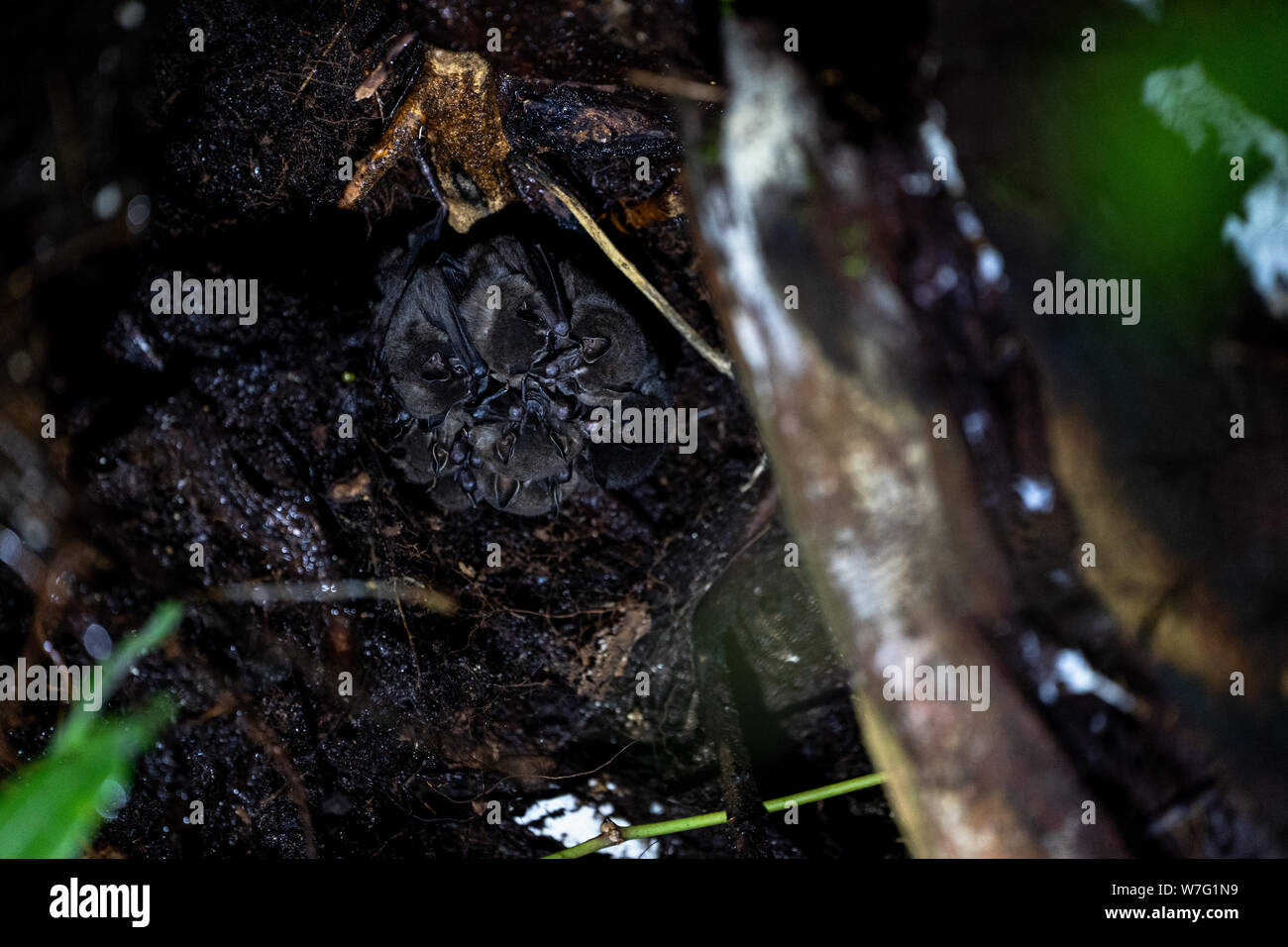 Bats of Costa Rica Stock Photo Alamy