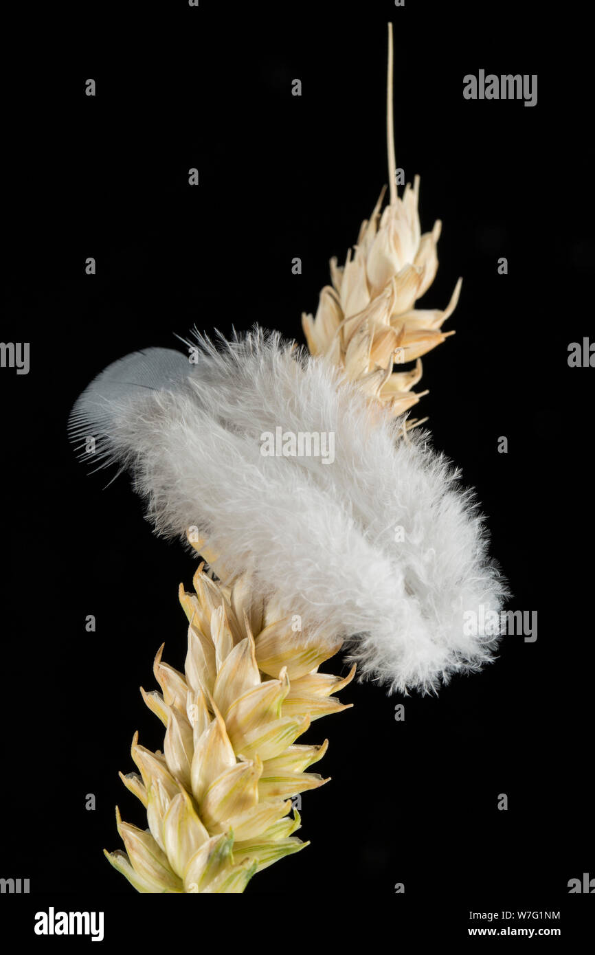 A single woodpigeon feather resting on ripening wheat. The woodpigeon, Columba palumbus, has a population numbering millions in the UK and it is somet Stock Photo