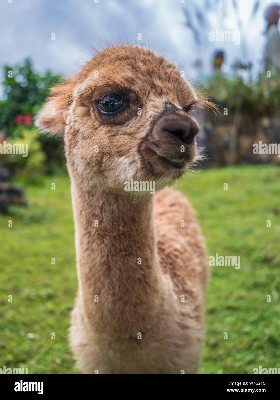 Funny animal portrait furry lama baby Stock Photo