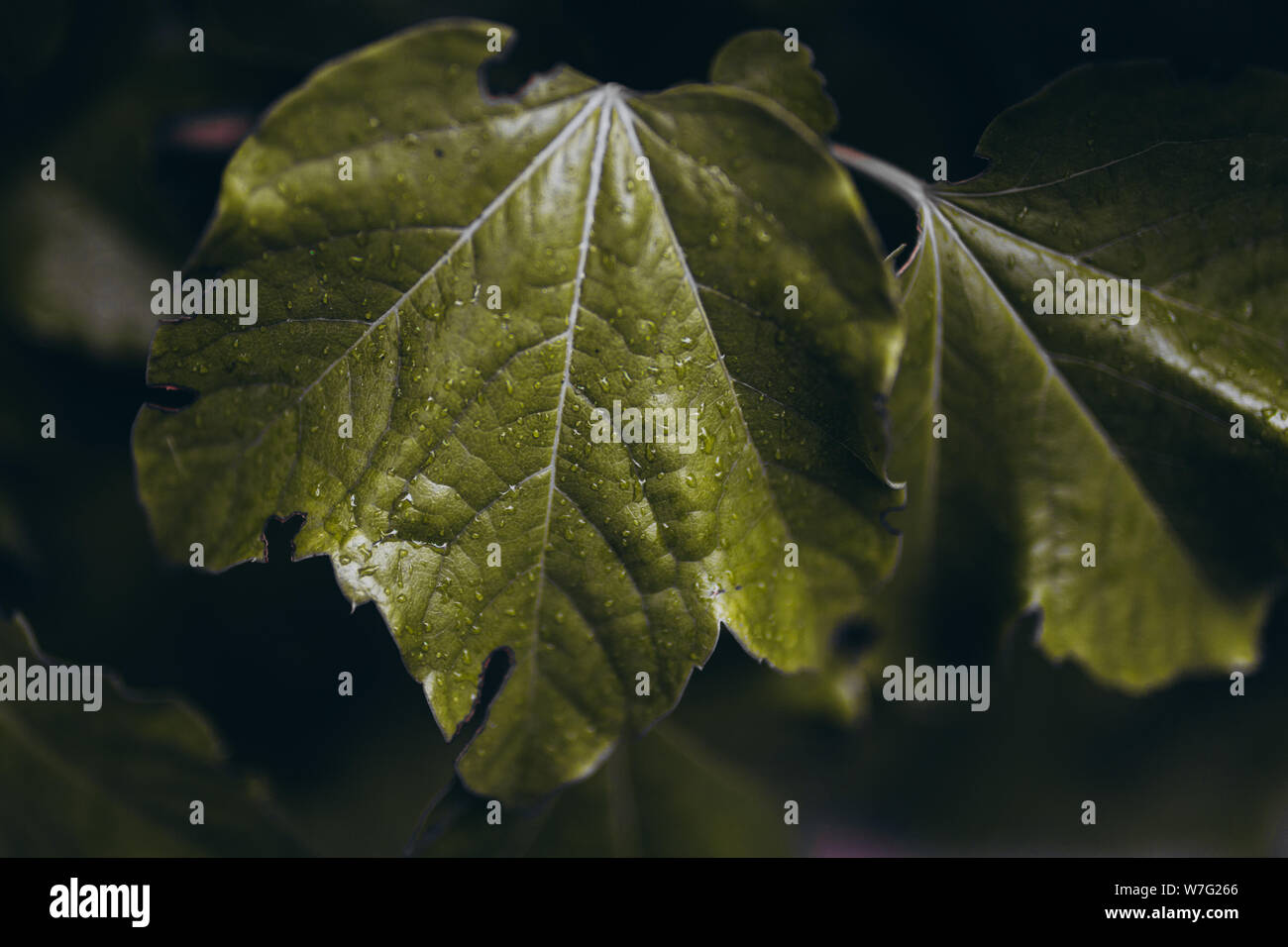 Creative layout made of green leaves. Green leaves pattern background ...