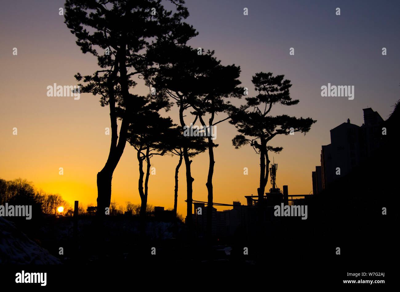 silhouette of pine tree at sunset Stock Photo - Alamy