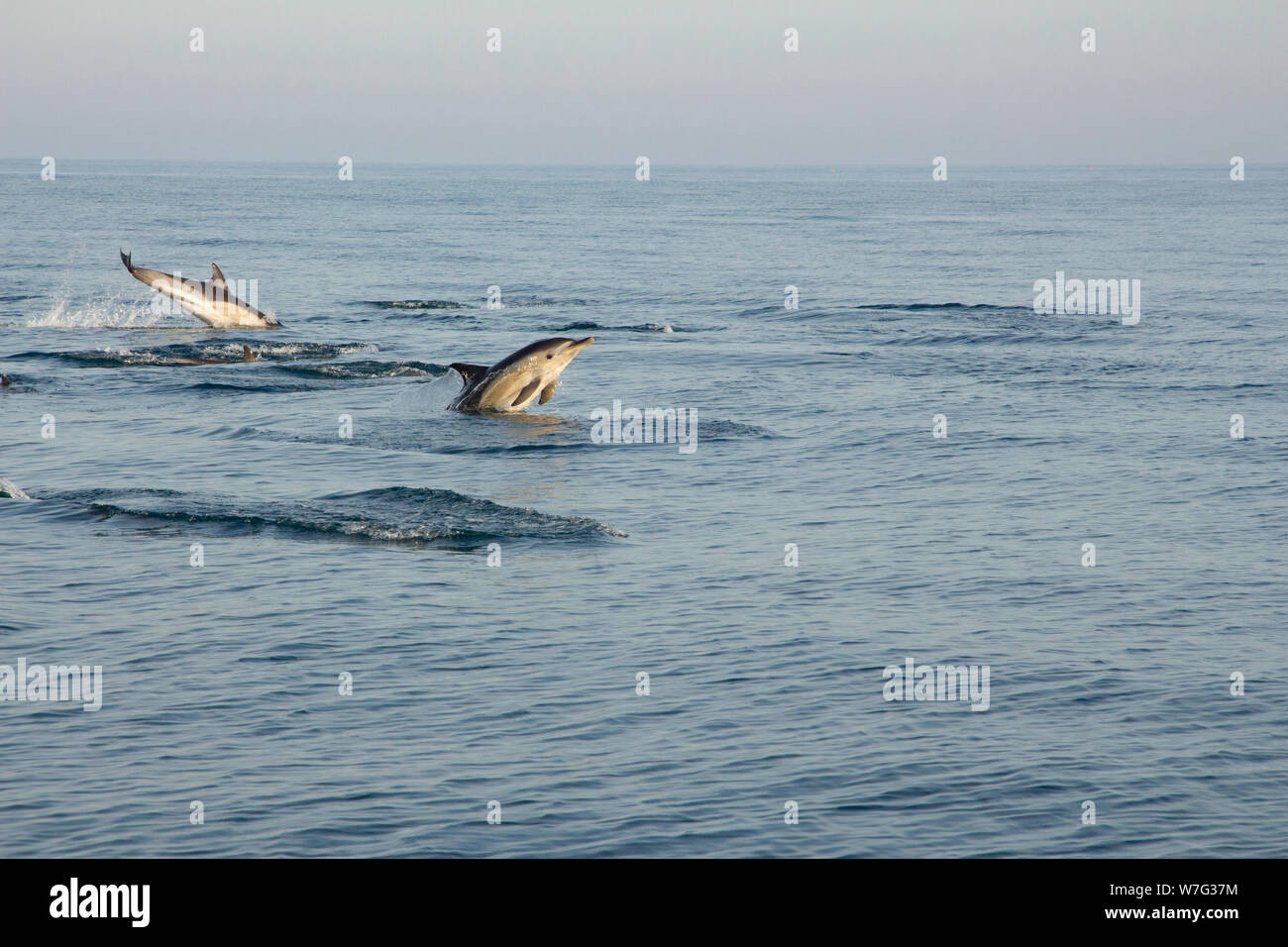 A pod of short-beaked common dolphins, Delphinus delphis, leaping in the evening in Lyme Bay a few miles out from the harbour of West Bay viewed from Stock Photo