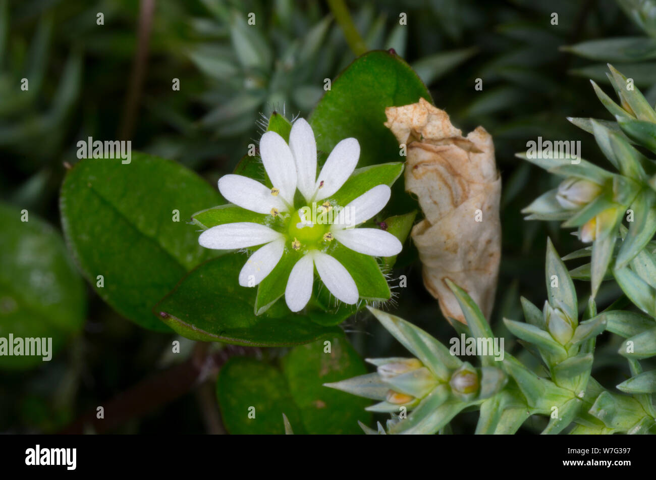 chickweed flower blossom - stellaria media Stock Photo