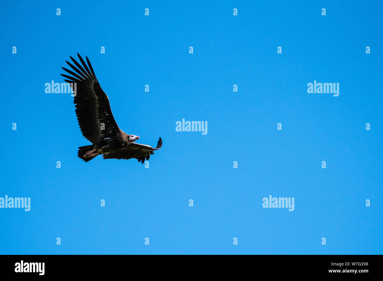 White-headed vulture (Trigonoceps occipitalis) Critically endangered bird species endemic to Africa. In flight with a blue sky background. Photographe Stock Photo
