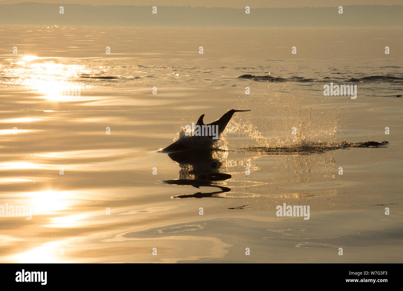 A short-beaked common dolphin, Delphinus delphis, leaping in the evening in Lyme Bay a few miles out from the harbour of West Bay viewed from a boat. Stock Photo