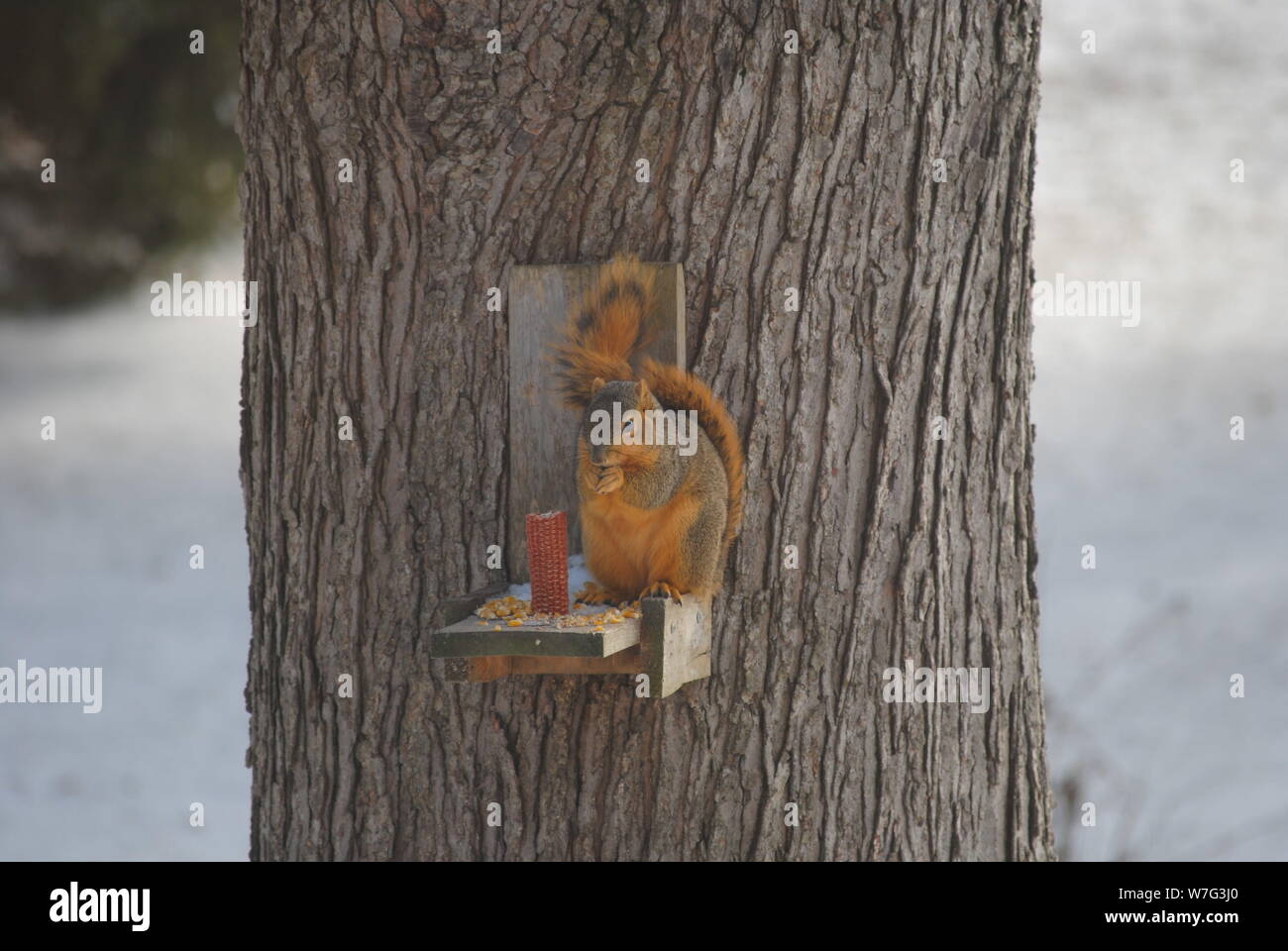 Squirrel eating Stock Photo