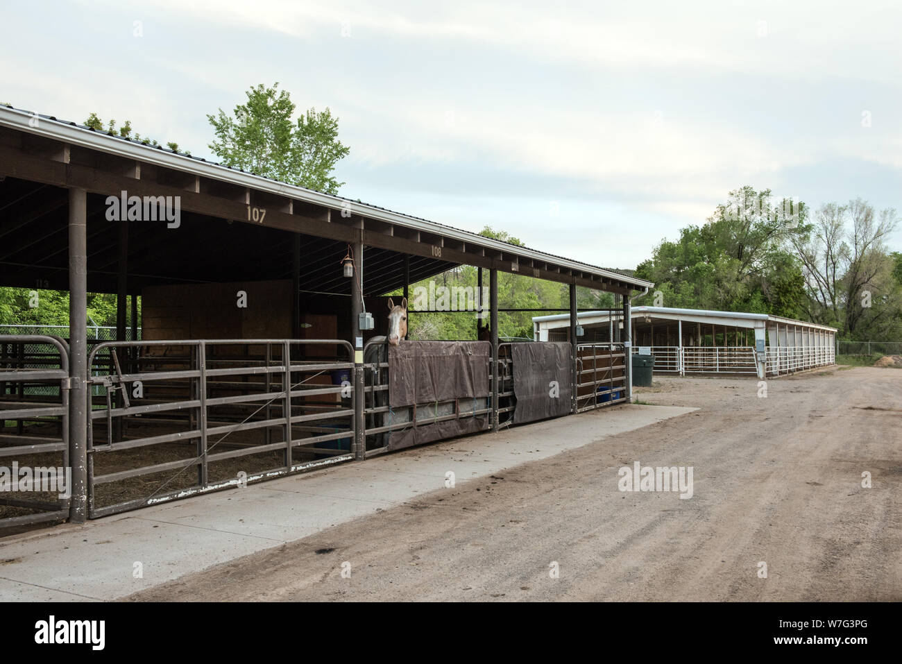 An  all-but-empty horse stall, save for one occupant, off-season at the La Plata County Fairgrounds in Durango, Colorado Stock Photo